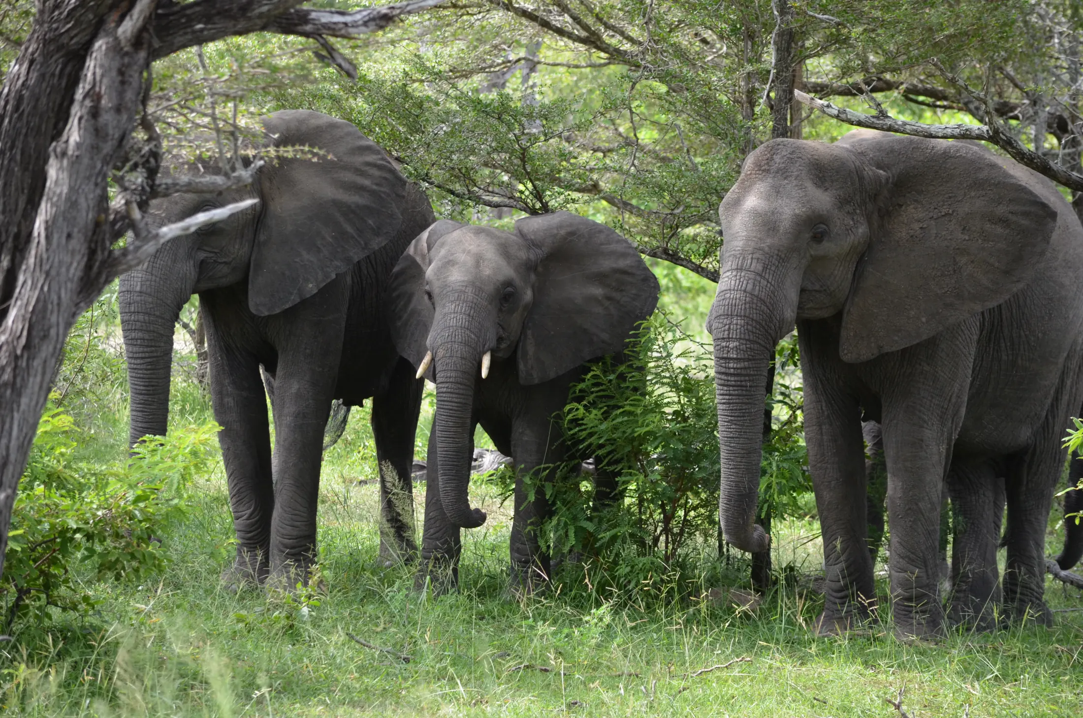 African elephant in Nyerere National Park