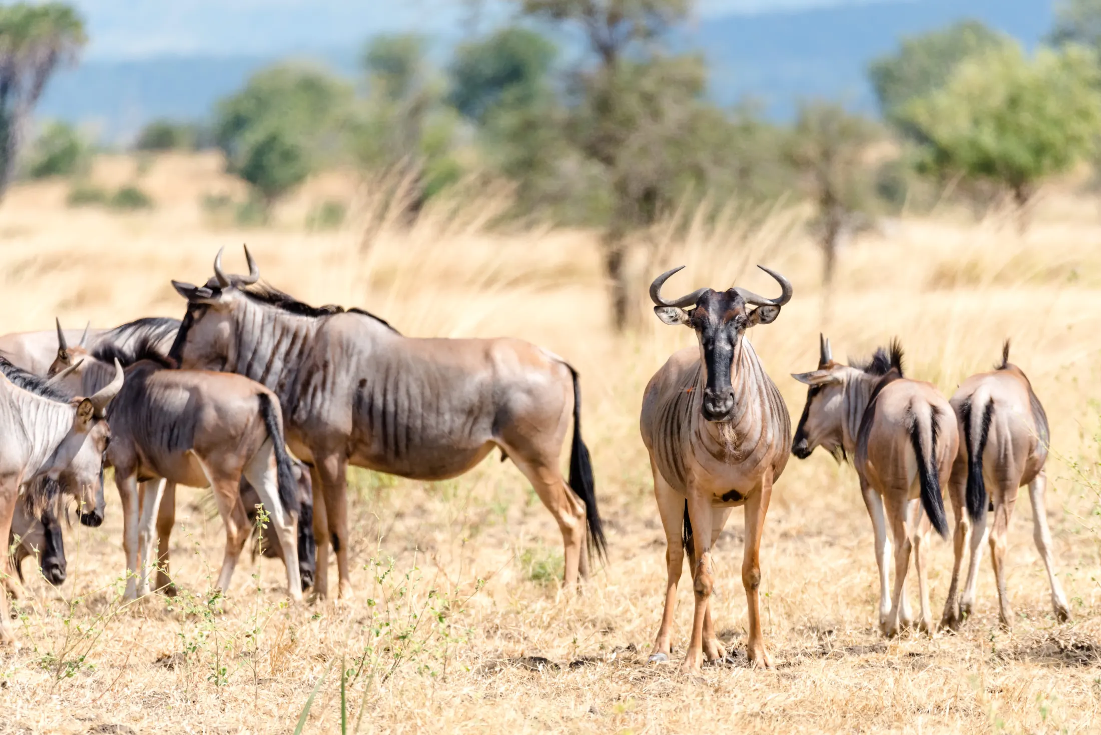 The Elusive wild dogs, 4 nights 5 days, Nyerere National Park