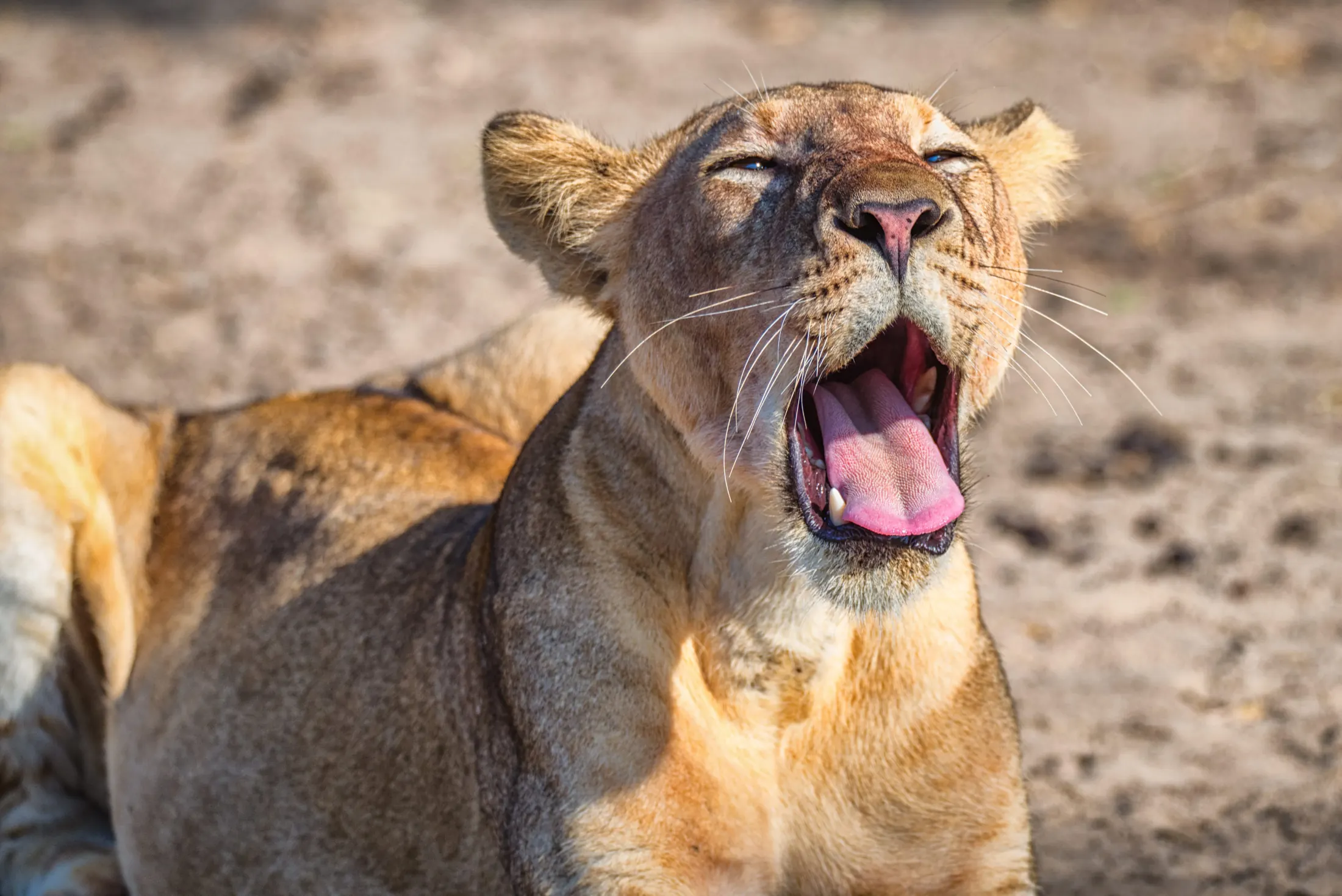 Gallery photograph from Nje Bush Camp