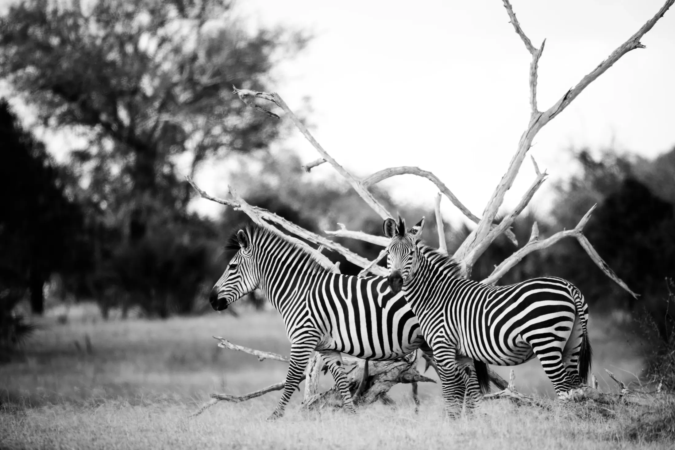 Gallery photograph from Nje Bush Camp