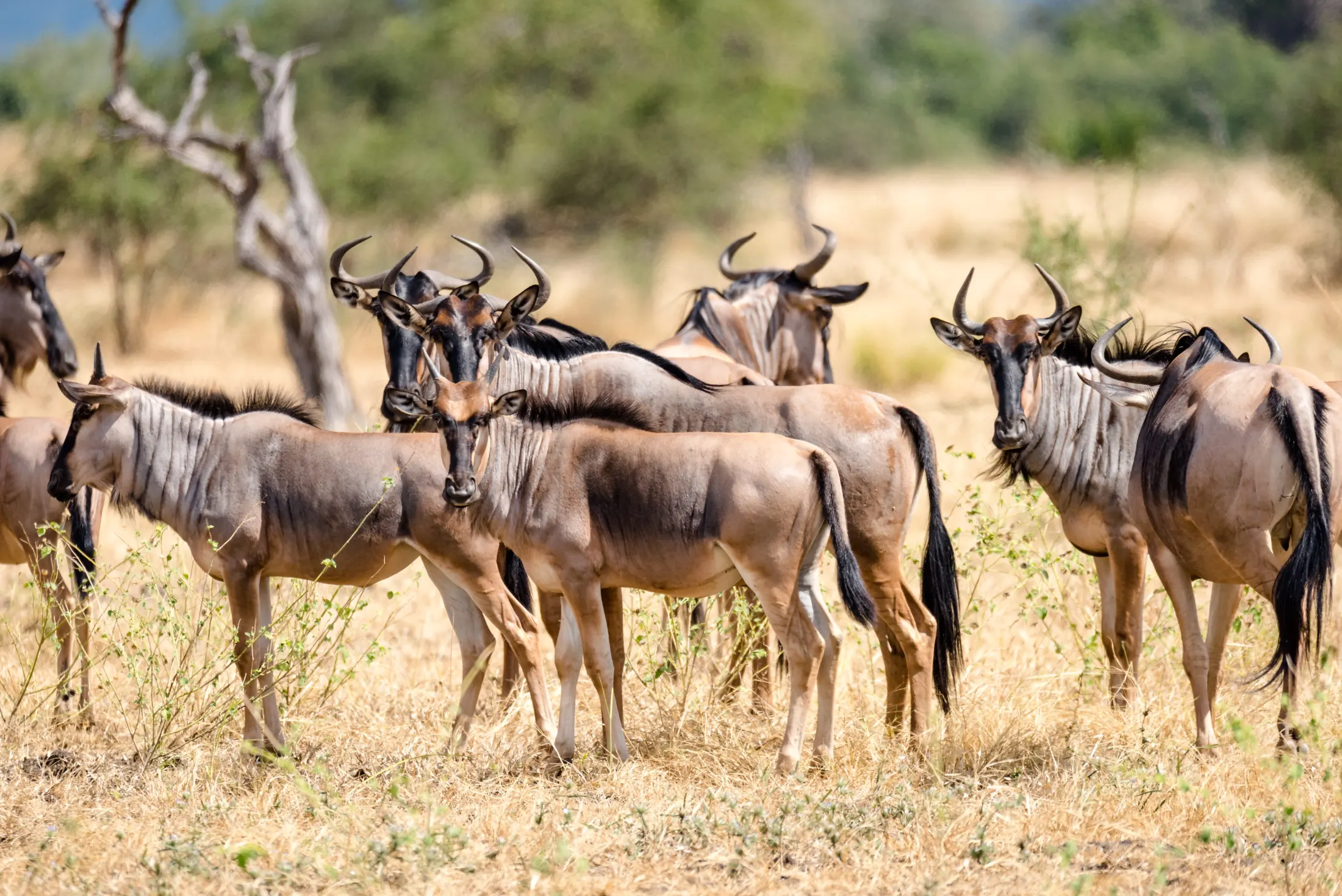 Zebras in Nyerere National Park