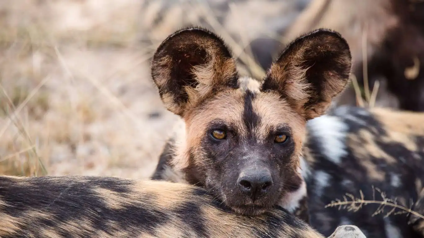 The Elusive Wilddog and Whales