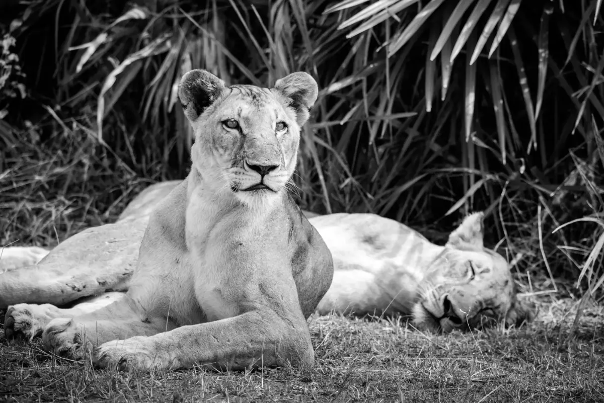 Gallery photograph from Nje Bush Camp