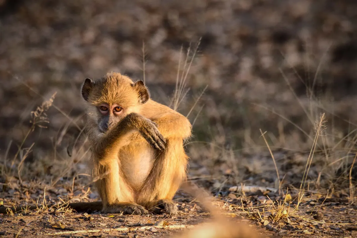 Young monkey sitting in the bush at Nje Bush Camp